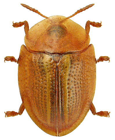 cassida-nobilis